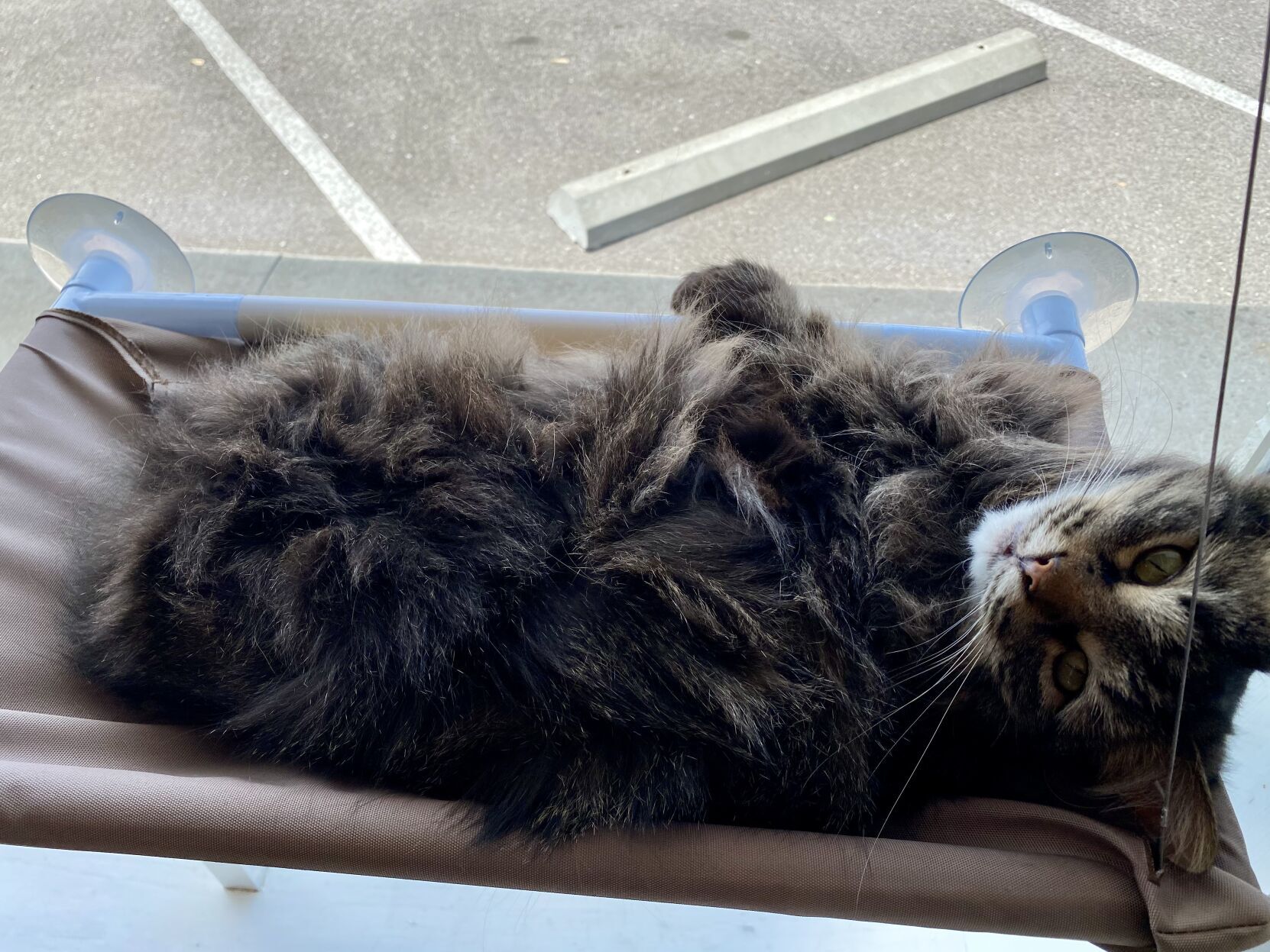 Papa's Cat Cafe
